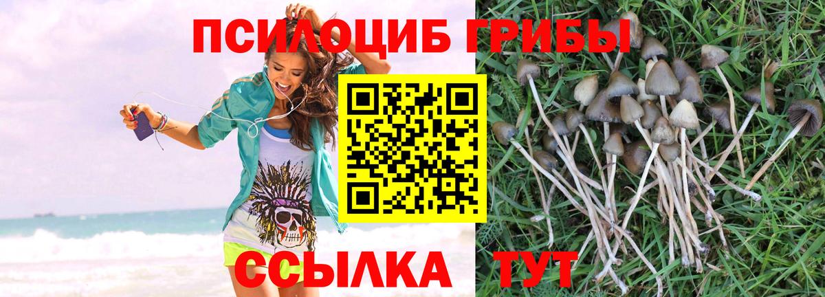 Псилоцибиновые грибы Cubensis  Вход с VPN  Сланцы 